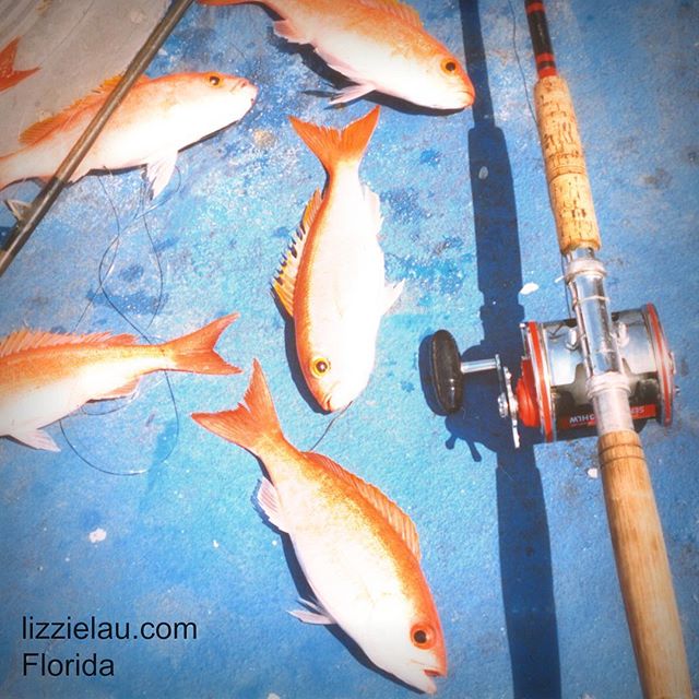 actionevans's tweet photo. A whole mess o' vermillion snapper. #chickenrig #fishing #travel https://t.co/SUhiDiI8Cr https://t.co/amwoKs6tPz