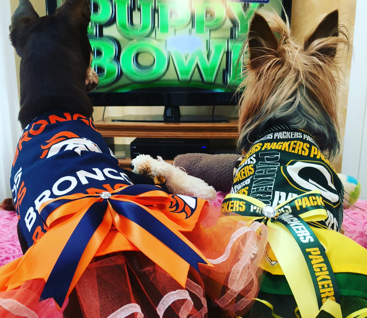 Nocamp's tweet photo. #PuppyBowl https://t.co/yasro42URA