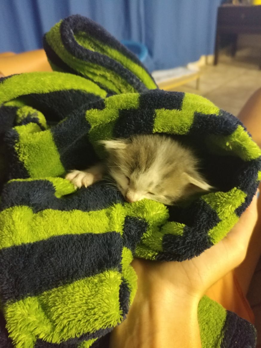Jessysmit06's tweet photo. #mylittlefluffball
#NOAH https://t.co/PQtQ0YR5k6