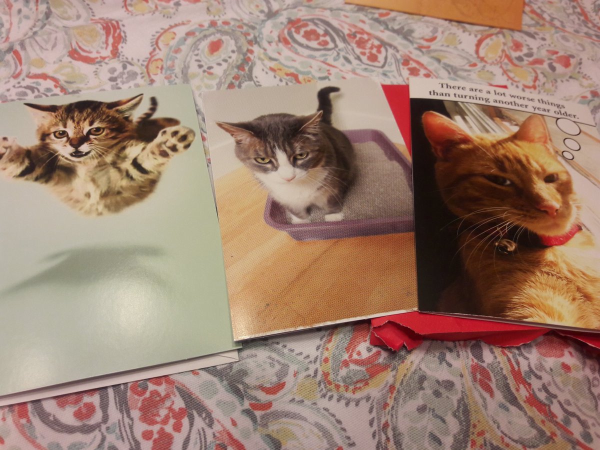 GeraldineJones8's tweet photo. @d4dodeau @mandodesigns When someone in our family celebrates a birthday. #brotherbday #likeminds #catoverload https://t.co/3mvFPmJ0SD