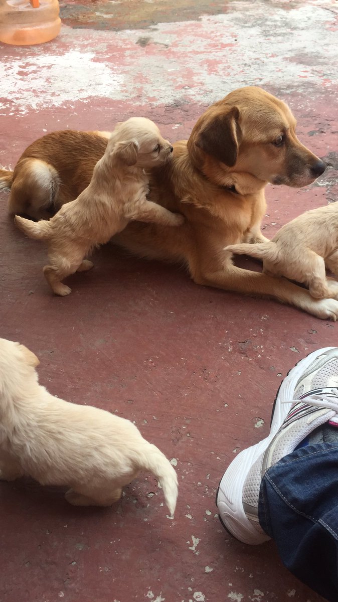 ivasomar's tweet photo. Esta familia busca hogar. Info al 5541370330 #AdoptaNoCompres #SB51 @MonMazariegos https://t.co/YRA4ErOVYw