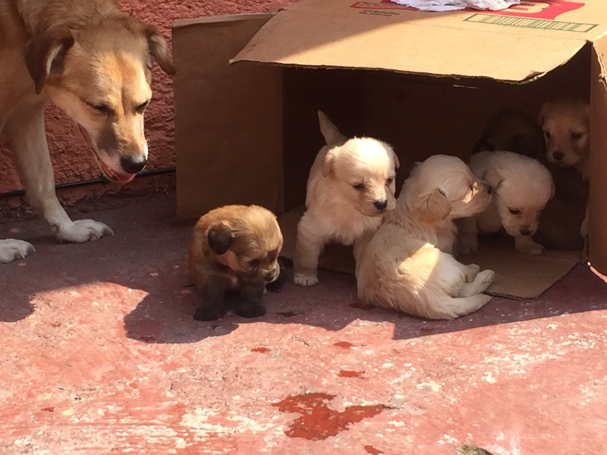 ivasomar's tweet photo. Esta familia busca hogar. Info al 5541370330 #AdoptaNoCompres #SB51 @MonMazariegos https://t.co/YRA4ErOVYw