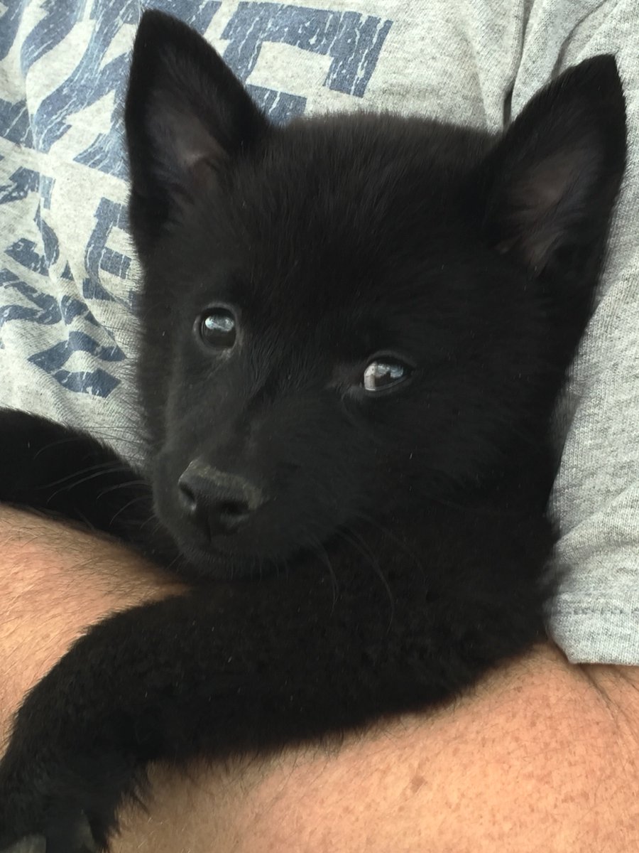 torreyft's tweet photo. #PuppyBowlXIII @PuppyBowl2017 https://t.co/atbtdAMVsr