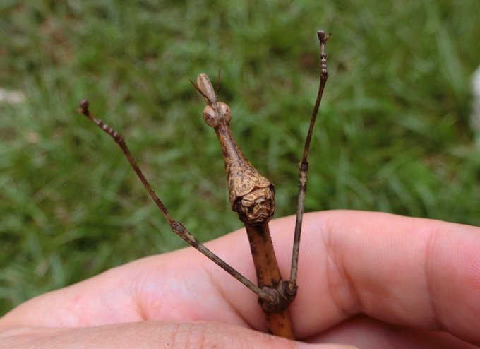 アニメ画像について Hd限定バッタ イラスト 正面