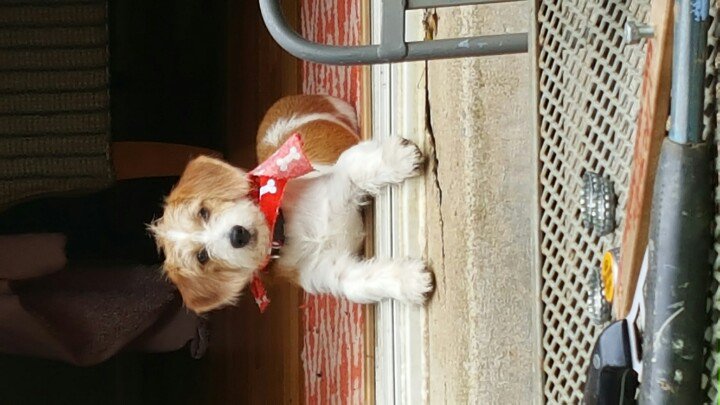 Redskins_Fans's tweet photo. Harper #puppybowl https://t.co/49d78cUWX5
