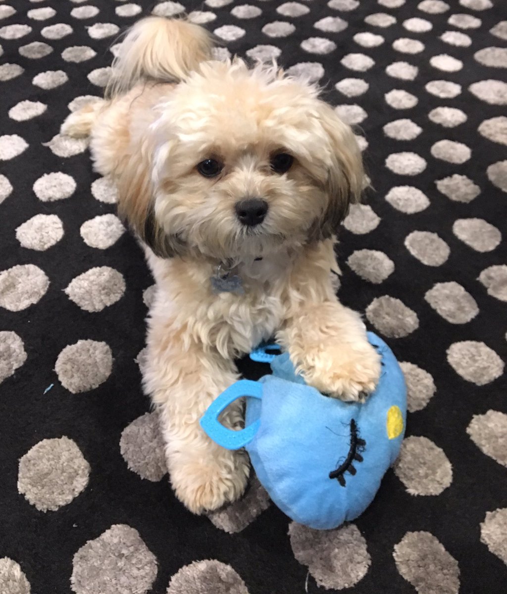 terikson's tweet photo. Pup me in coach I'm ready to play #PuppyBowl https://t.co/R5jeRJo9AJ