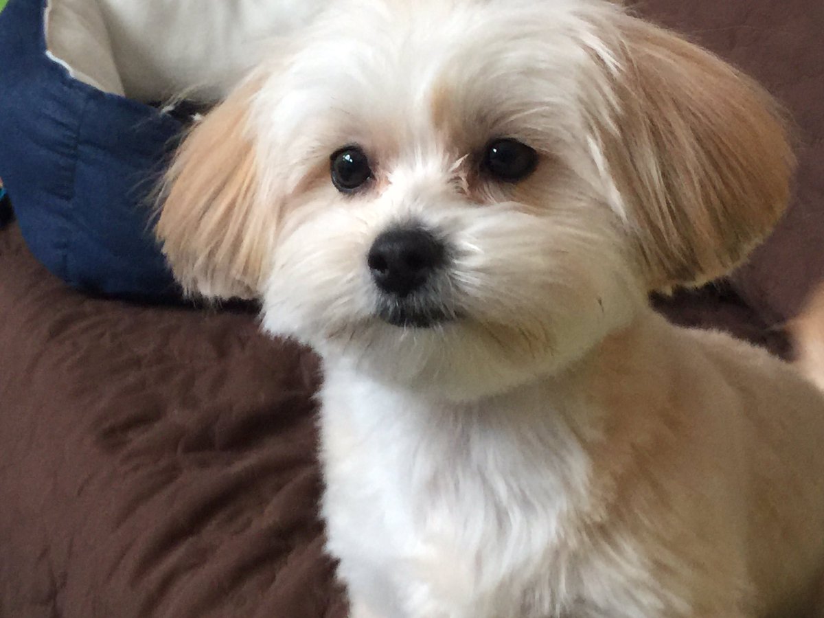 mcassar's tweet photo. Sassy rooting for team Fluff!!  #PuppyBowl https://t.co/ifqDSLwC8d