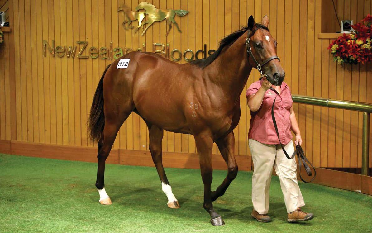 hallmarkstud's tweet photo. Highest priced yearling sold @KarakaChat Festival sale since 2013 - our Super Easy x Astrogal colt #ItsSuperEasy - https://t.co/ELitpVGSws https://t.co/lvE8H1g27R