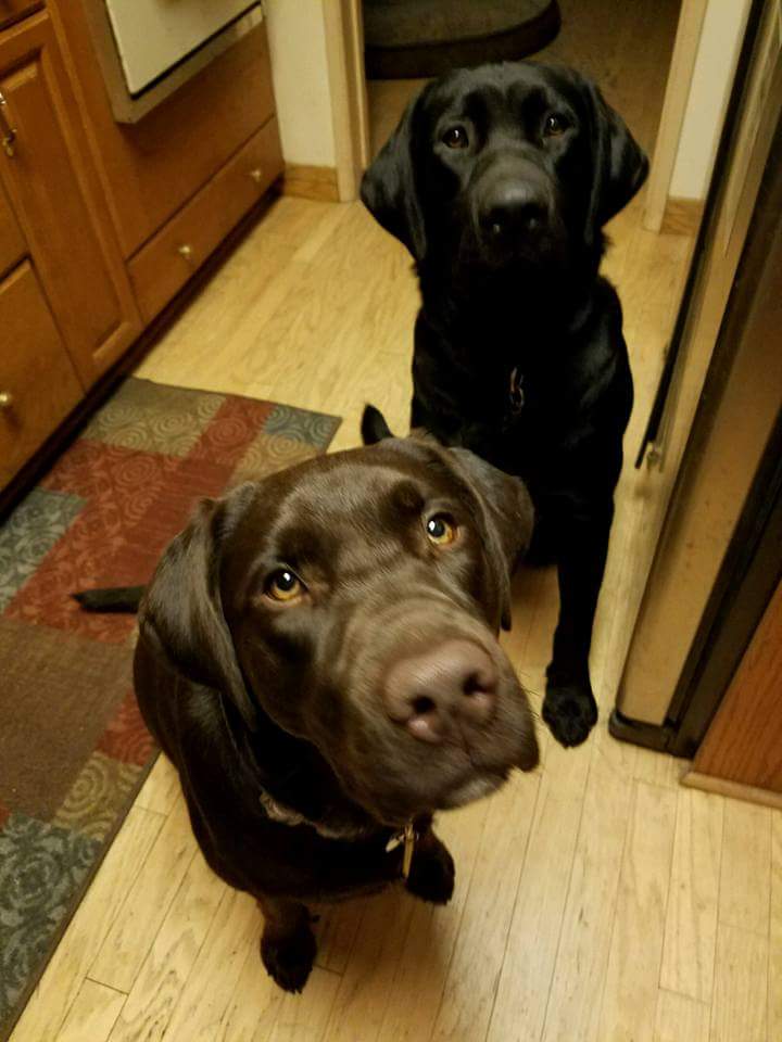 KC472U's tweet photo. Kona and Milo will be watching the puppy bowl while we are out of the house today #PuppyBowl https://t.co/ikuR8iB9nC