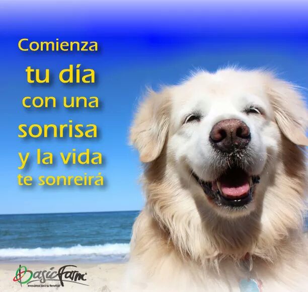 BasicFarm's tweet photo. #BasicFrases: "Comienza tu día con una sonrisa y la vida te sonreirá" #BasicFarm #Mascotas #perros https://t.co/Ai1AtQFR7j