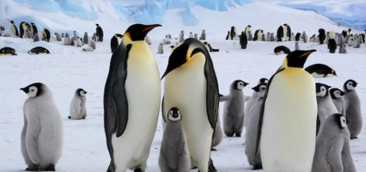 Где живут пингвины антарктида. Где обитают пингвины на каком. Пингвин обитает на материке. Гдетобитаю́т пингвины. Антарктида материк пингвины.