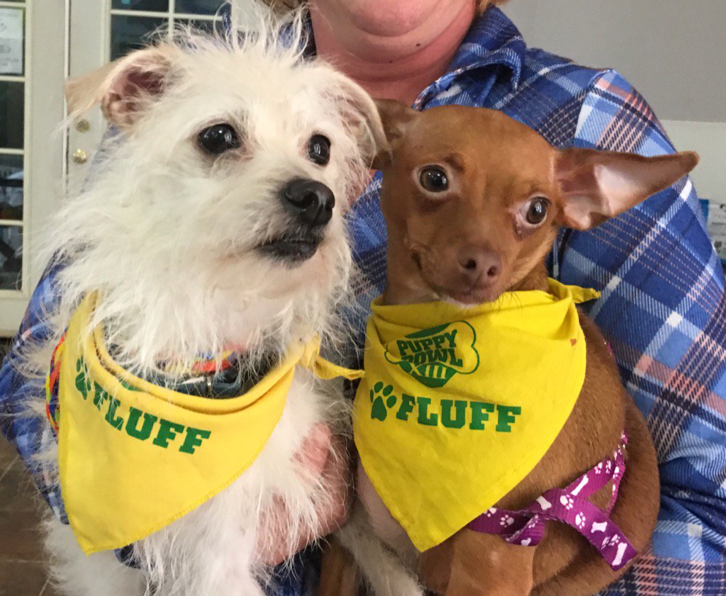 Keno puppy bowl