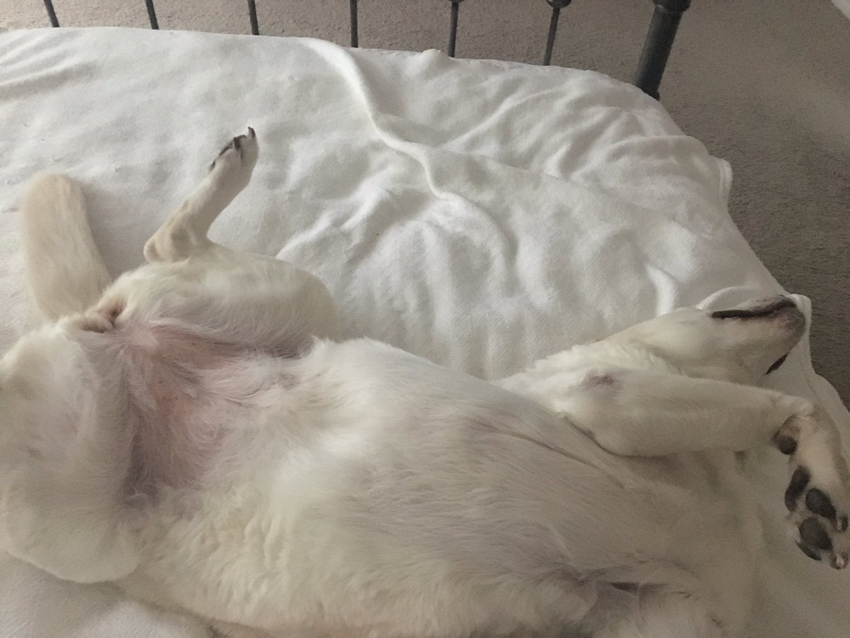 sienley's tweet photo. mom sent me this pic of my dog sleeping on her feet https://t.co/gOzMVMogCW