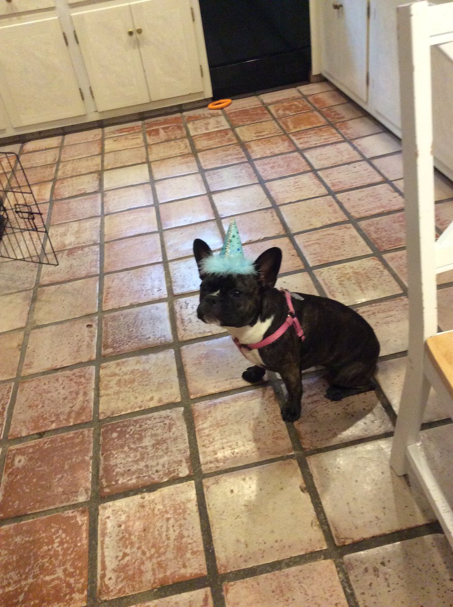 andy_weinberg's tweet photo. #PuppyBowl https://t.co/tloksQz4rN
