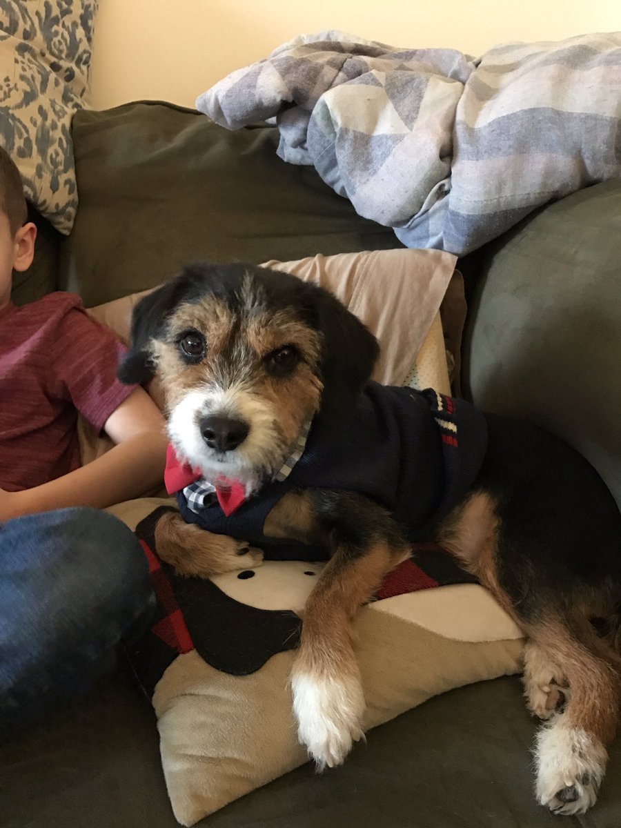 AmberPremore's tweet photo. Patton watching the #PuppyBowl #goteamfluff ๐ถ๐ถ๐ https://t.co/LxlquAN8qt
