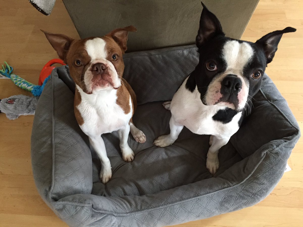 Kira and Puck are watching!!
#puppybowl