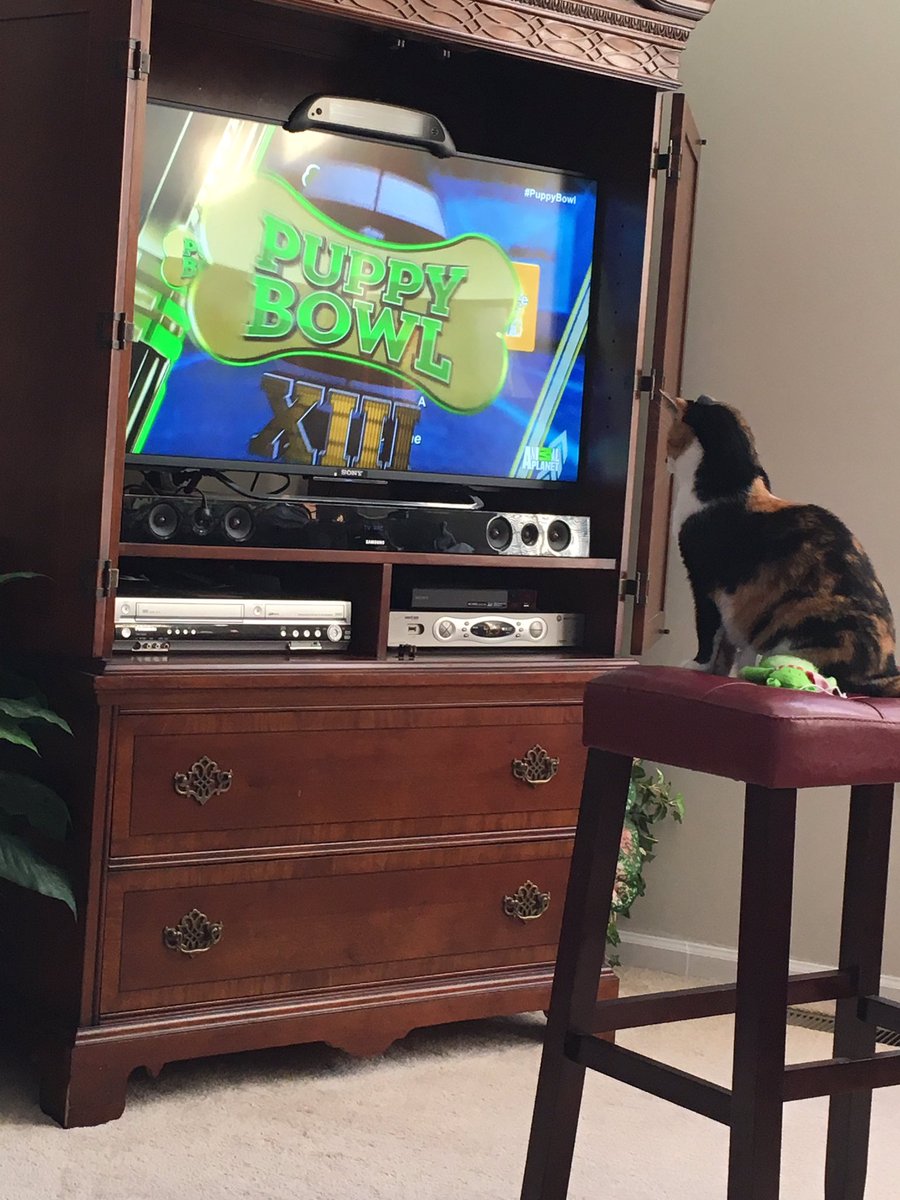 jshowers2007's tweet photo. The cat loves  watching the #PuppyBowlXIII https://t.co/VSf3RJtMDZ