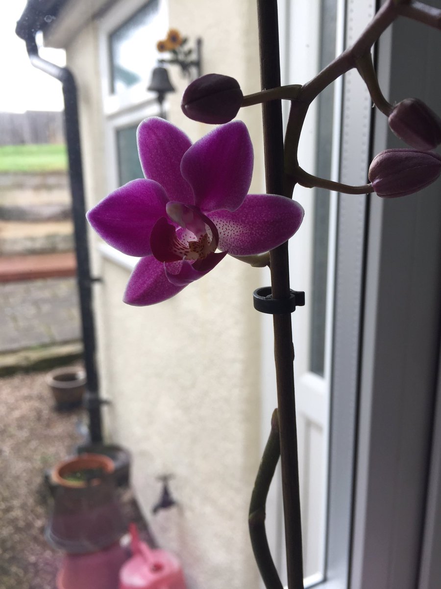 CeangalMtb's tweet image. #beautifulorchids #firstof2017 #littlemiracles