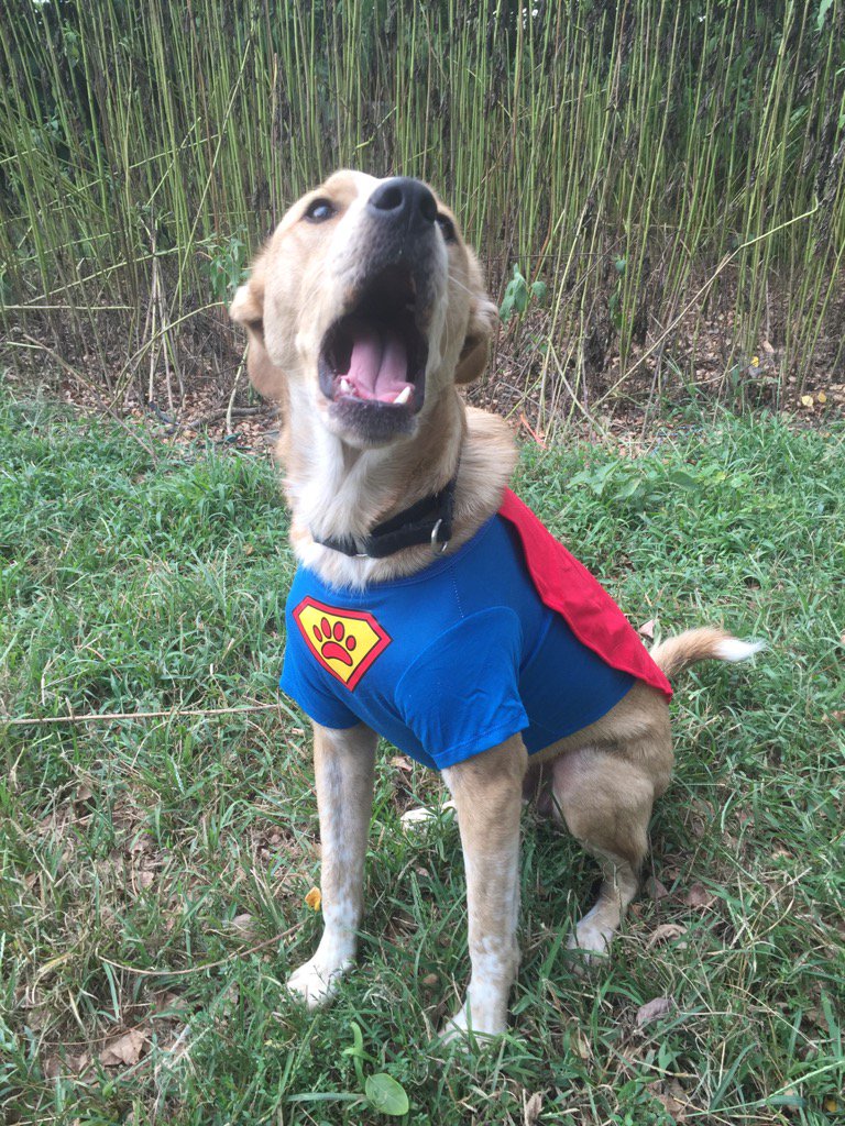 CheyennesMarket's tweet photo. Our farm dog #PuppyBowl https://t.co/6chn6ealrc