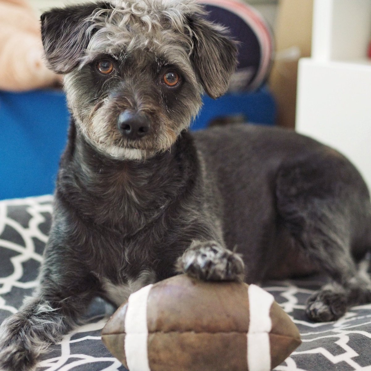 mrolliepants's tweet photo. Game Day! #PuppyBowl #SuperBowlSunday #SB51 #gameface #AdoptDontShop https://t.co/YE49viWxLM