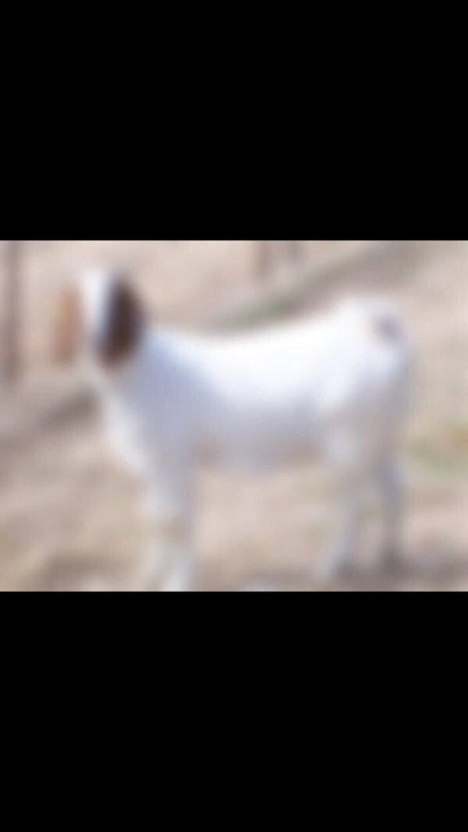 Cause We're American tweet media