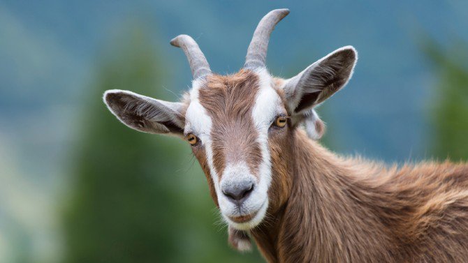 Steppy93's tweet photo. Picture of Tom Brady waiting for the official review of the game winning touchdown #theGOAT https://t.co/hREr7f8kII