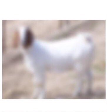 AthIete_BibIe's tweet photo. 🐐🐐🐐🐐🐐 https://t.co/GJj0XdrqNF