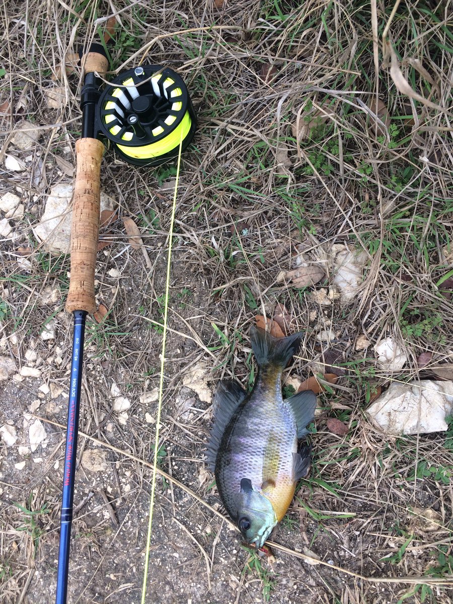 TXBassLife's tweet photo. Got some bluegill today with @texas_angling 🎣 https://t.co/VEqERgN2Or