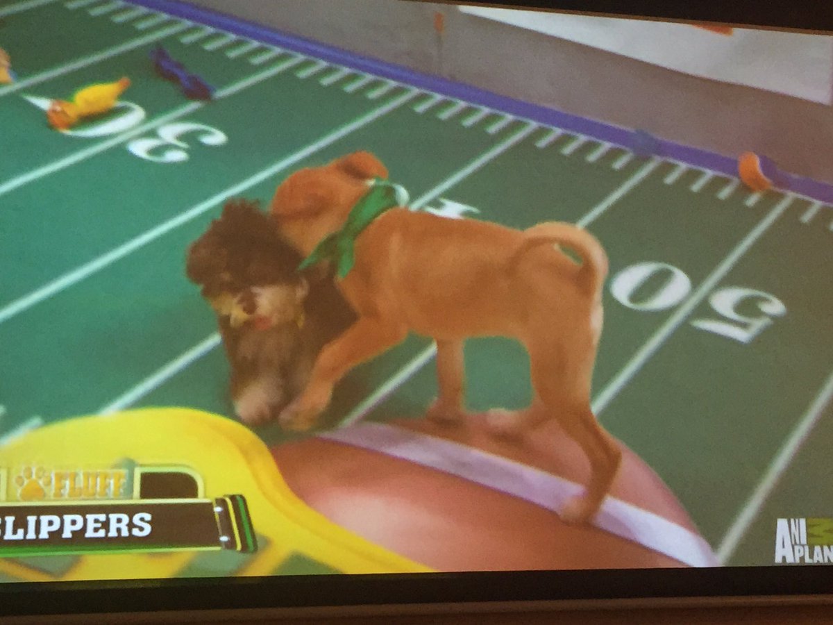iWilcher584's tweet image. That&apos;s a penalty!!!

#passinterference #puppybowl