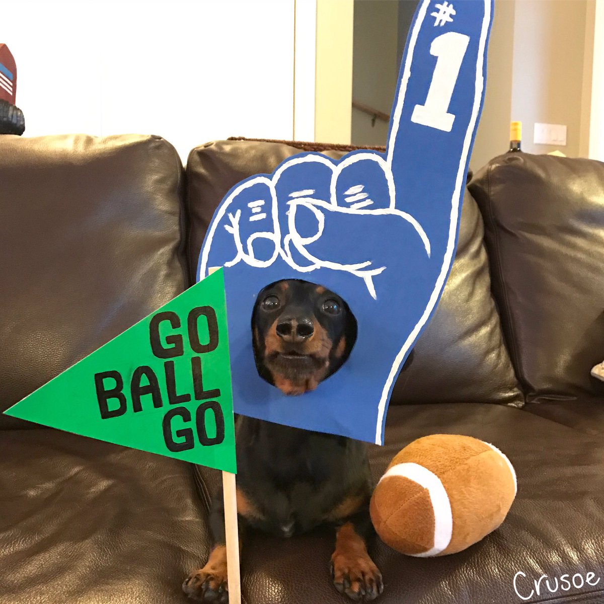 Celeb_Dachshund's tweet photo. Everyone keeps asking me who I'm cheering for and I'm just like, "whoever's got the ball!"
#SuperBowl #goballgo https://t.co/l1ePPwIlfk