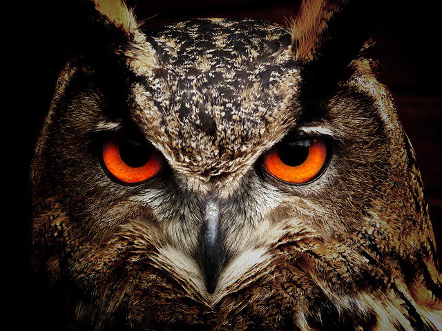 DYK: Owls are #dinosaurs? Birds evolved 150 million years ago in the Jurassic Period and survived to modern day! #SuperbOWL #ScienceMarch
