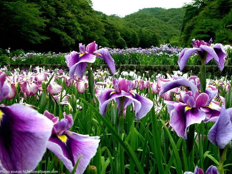 🌸  #LoveFlowers 
Irises come in many forms, shapes, colors and sizes and the sword-like foliage is attractive when the plant is not in bloom