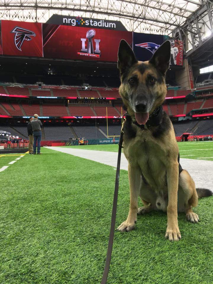 USCG's tweet photo. As the #SuperBowl kicks off, meet 1 of the #USCG #k9s ensuring safety &amp; security of fans, players, stars &amp; even Pres. George &amp; Barbara Bush https://t.co/rz1D1ImIaz