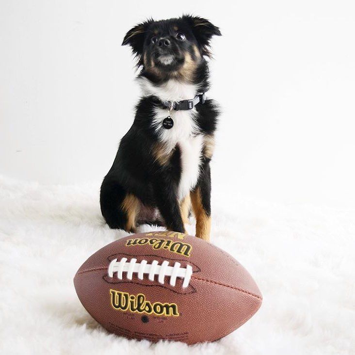 chinese laundry teaser