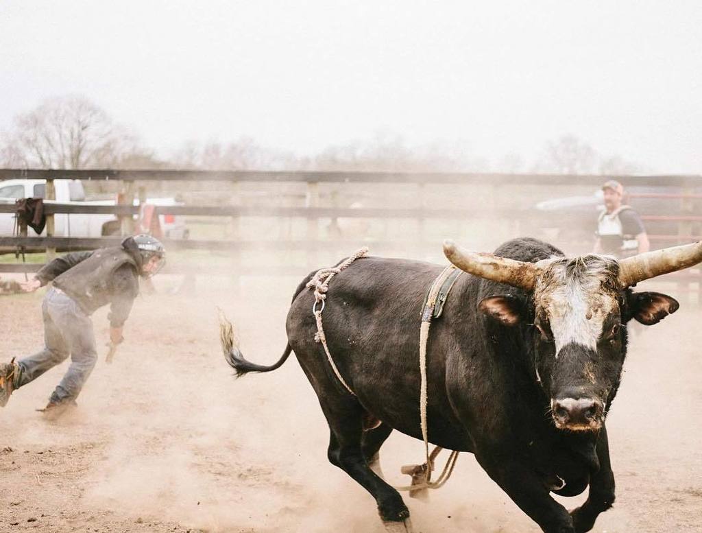 amylee0143's tweet photo. 903 says "I'm done". #rodeowrecks #practicepen #bullriding #bullriderphotos #rankride #lovโฆ https://t.co/rz7ce9d1KZ https://t.co/MM134ggWoV