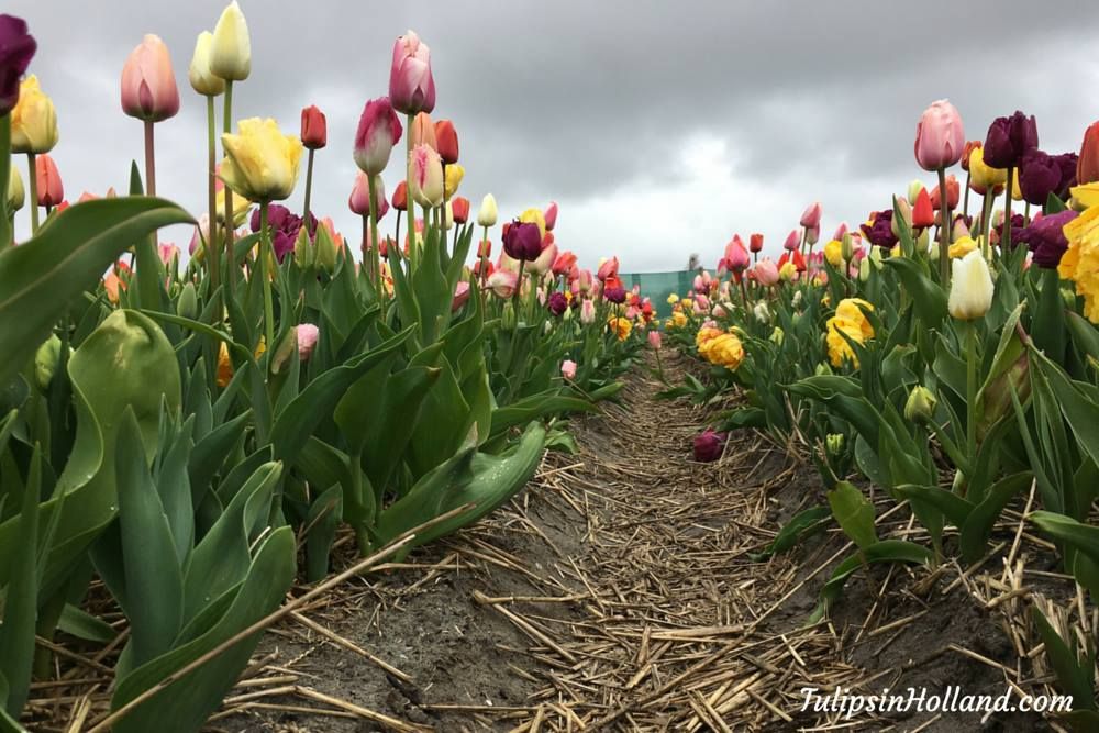 Gorgeous tulips at the tulip picking garden in Julianadorp 🌷

#travel to the #tulipsinholland spring 2017