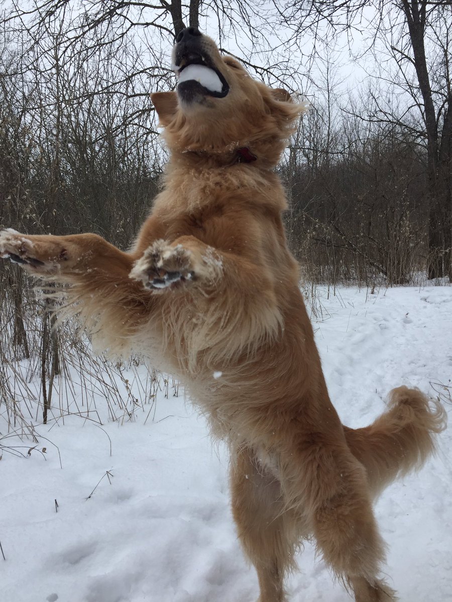 GoldGord's tweet photo. I love going on adventures!! https://t.co/8cZ100INjJ