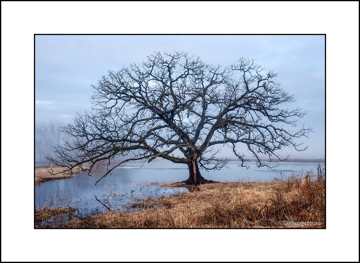 MarkBlassage's tweet photo. Some trees we get to know well. They become part of our lives. #SignatureOak at the Nygren Wetland Preserve. https://t.co/vvjnOxhFHi