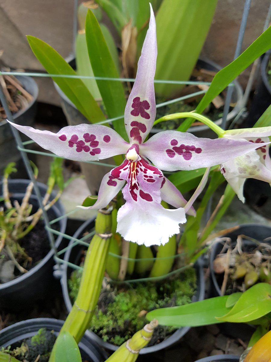 Oncidium (Beallara) Peggy Ruth