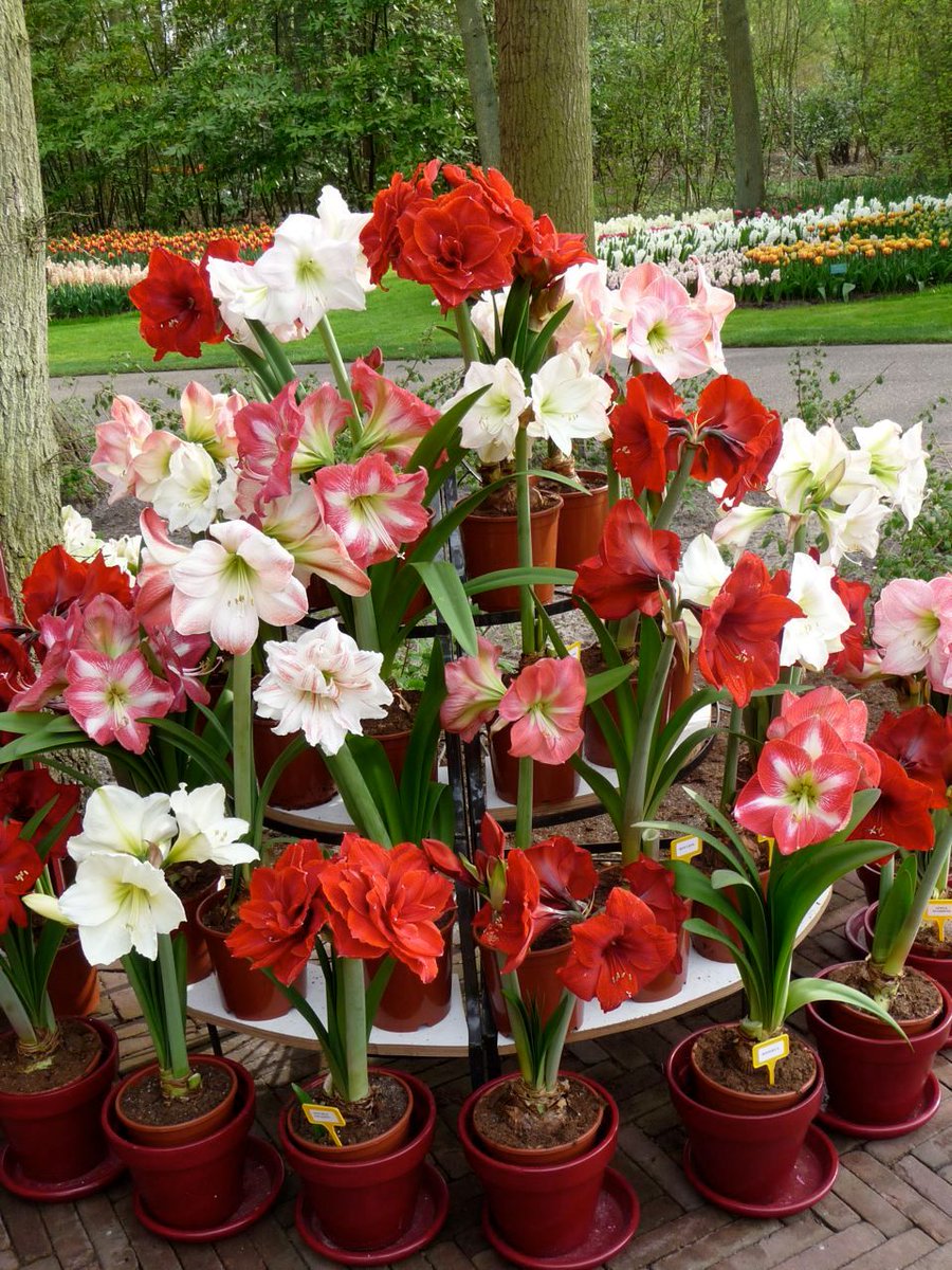 Royal Colors #Amaryllis #event:

Amazing Amaryllis Parade at the Keukenhof – Netherlands
23 March till 21 May 2017
