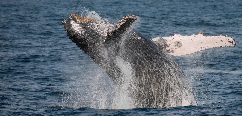#TIL whales leap through the air to communicate with other whales miles away! 🌊🐳🐋🌊😮  >> hakaimagazine.com/article-short/…