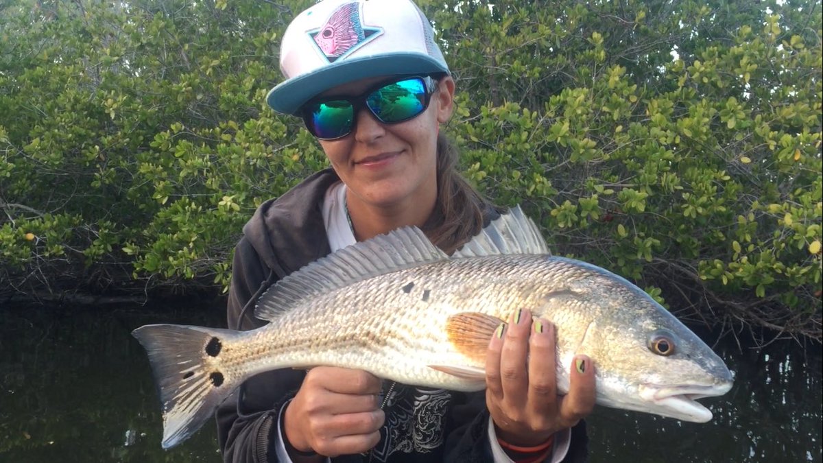 island_angler93's tweet photo. Beautiful #multispot #redfish #mangroves #ladyangler #lovefl #estradaart #merrittisland #SpaceCoast #saltwaterfishing #pennfishing https://t.co/jn869riYCZ