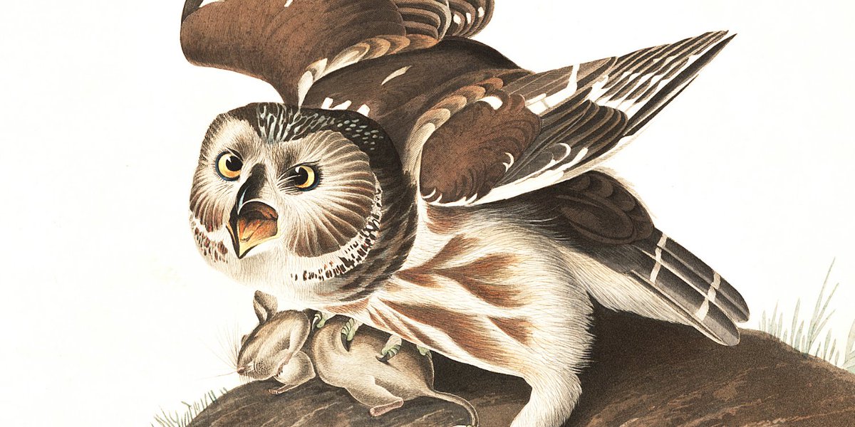 audubonsociety's tweet photo. Download free John James Audubon owl prints in honor of #SuperbOwl Sunday. https://t.co/XGwt2EKzN5 https://t.co/hPkvBNuDFB