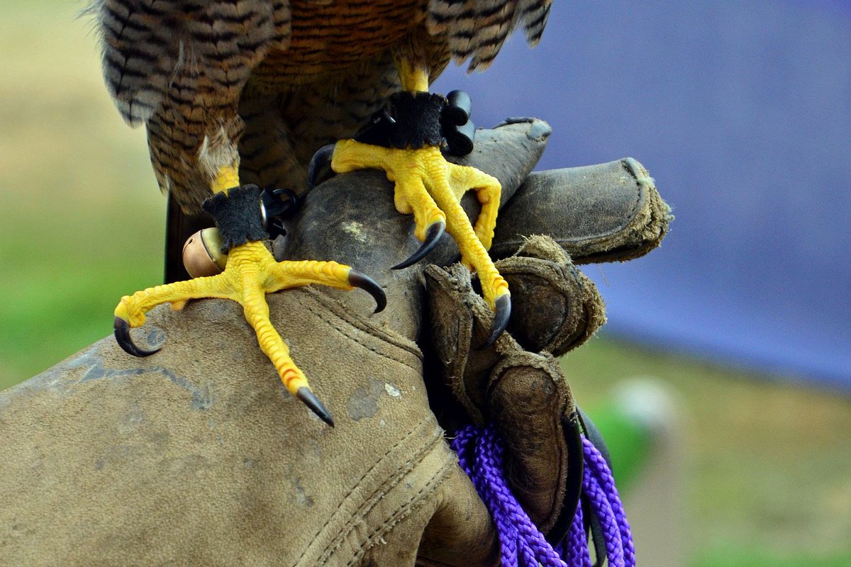Sci_Phile's tweet image. Falcons are good at catching -- they have a ratcheting tendon in their toes that can stay shut tight with no muscular effort. #SuperBowl