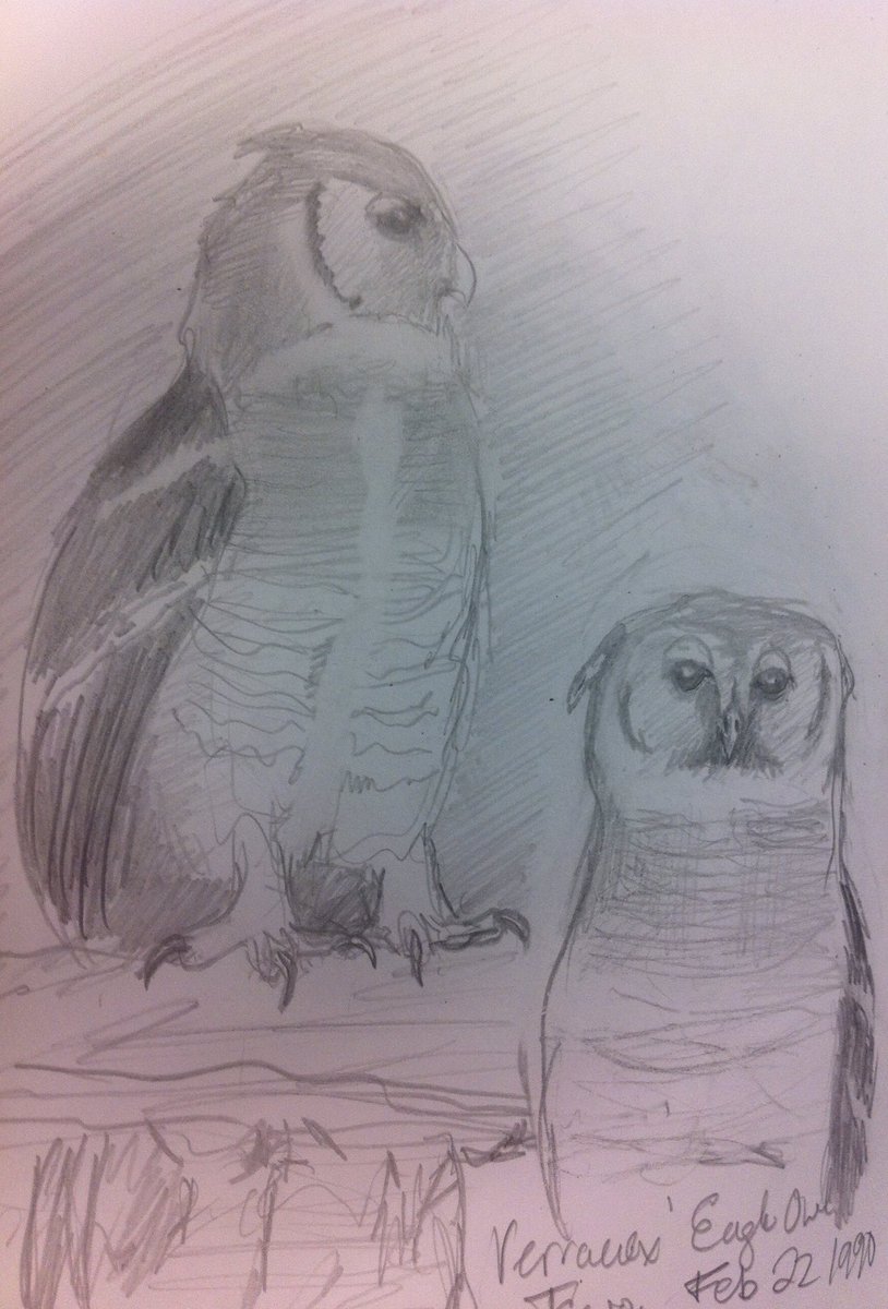 david fraser on twitter field sketch verraux s eagle owl kenya