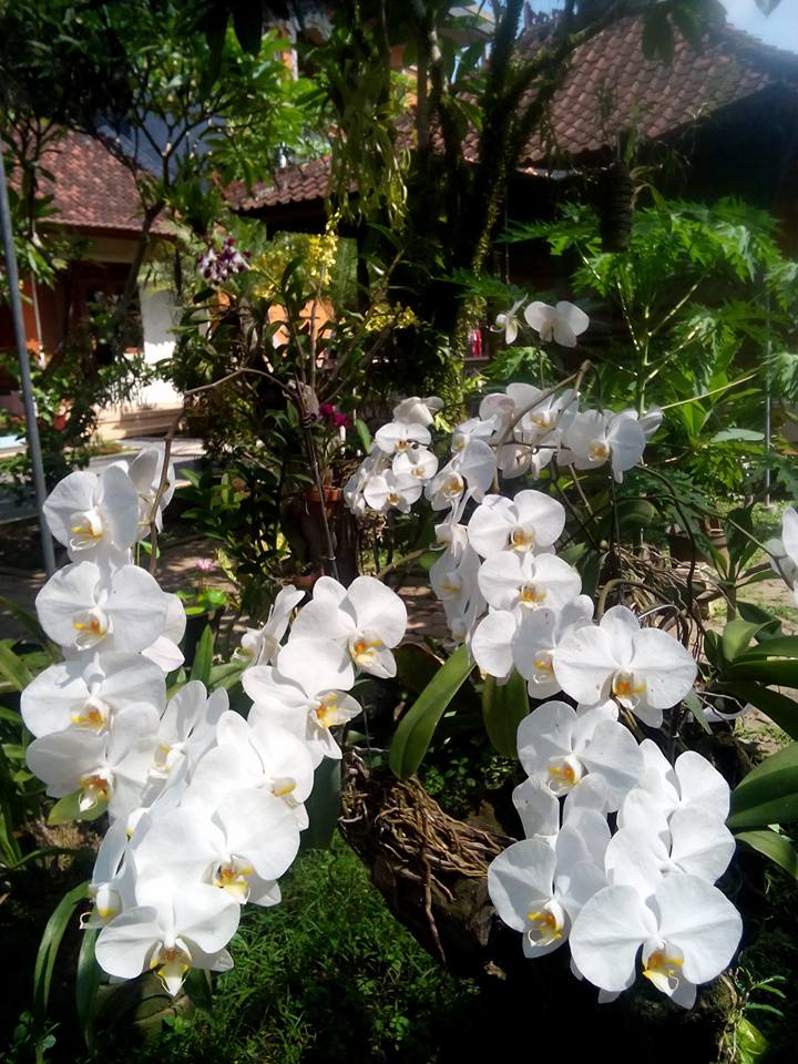 Starting the first tweet of the new week with some #phalaenopsis #orchids shared on our #facebook page. #flowers #orchidkingdom