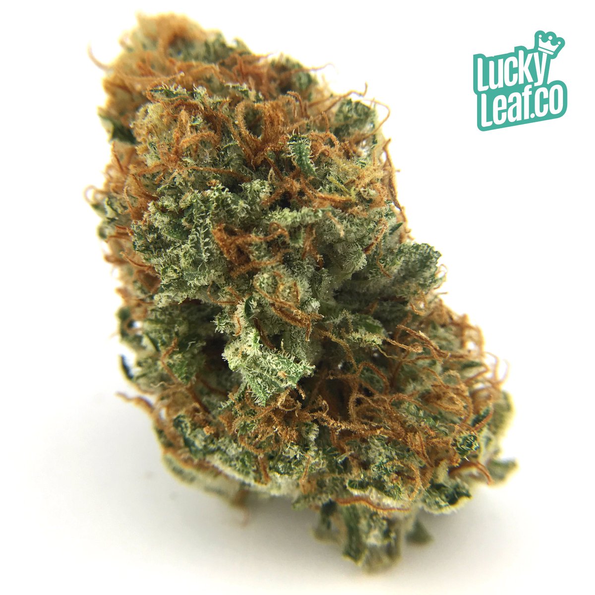 LuckyLeafCo's tweet photo. #blueog https://t.co/VzljKqVYpT