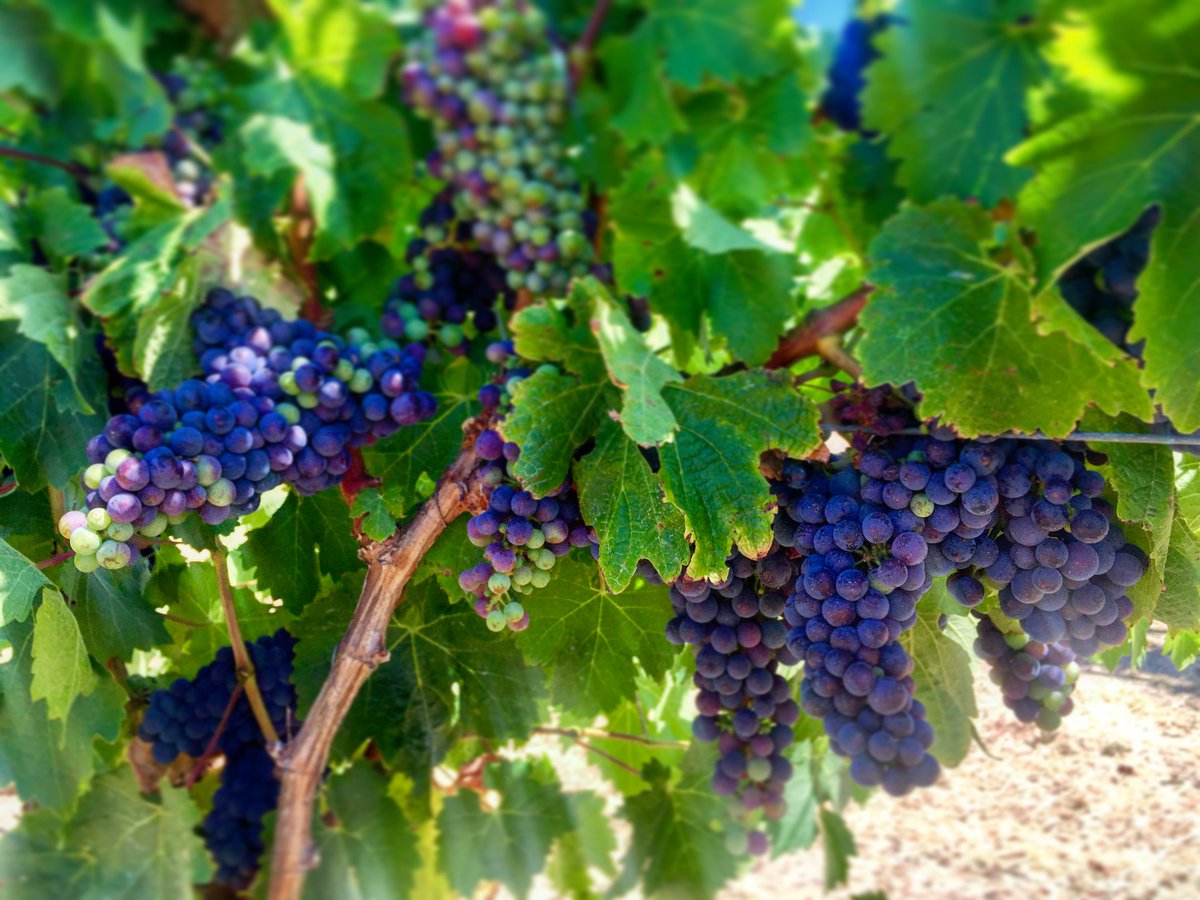 First sign of veraison in our Cabernet block #v17 #frasergallopestate #parterrecabernetsauvignon