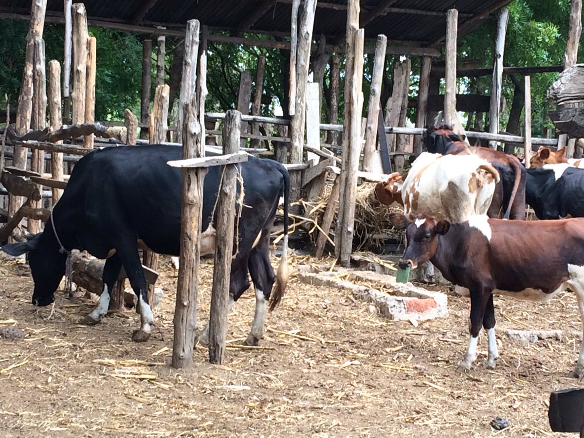 reclaimfarm's tweet photo. Geese, rabbits, bees, and dairy. All things a retired doctor activates in his community #foodsecurity trials @Tanzania #turiani @CESOSACO https://t.co/kW5S2ysUjP