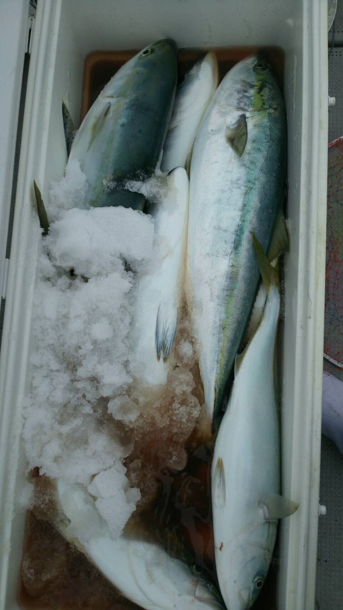 釣り具の館酒田店 Pa Twitter 遊漁船あすかの齋藤船長より 釣果を頂きました 昨日の釣果です 真鯛に青物に多くの釣果ですね 先週末は 天気が落ち着きましたが 本日は荒れていますね これからは 真鯛シーズンですね 当店中古品は新商品多数入荷しています